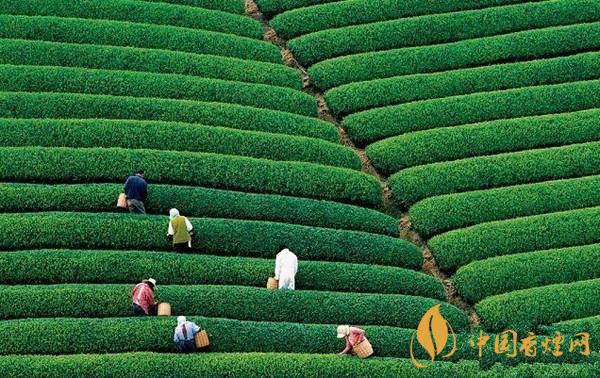 十大名茶分別是什么茶 十大名茶的排名和產地