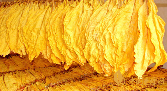 混合煙和烤煙有什么區別  混合煙和烤煙哪個危害更大