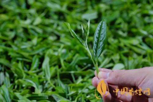 春壽眉與秋壽眉應該怎么區分-壽眉的特性是什么