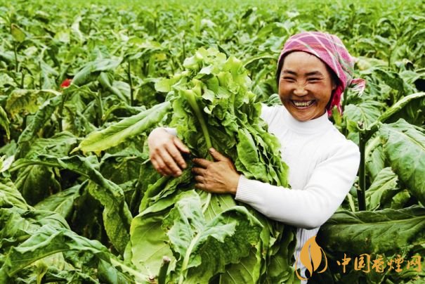 煙葉稅是什么,煙葉稅如何計算