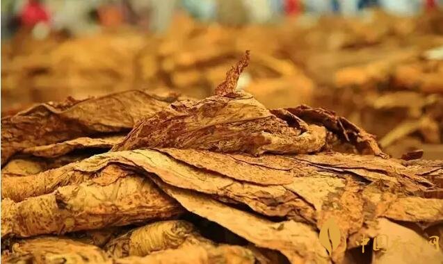 津巴布韋煙葉為什么好，黃金煙葉成為國寶