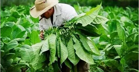 煙草品種有哪些 中國煙草種類及區別