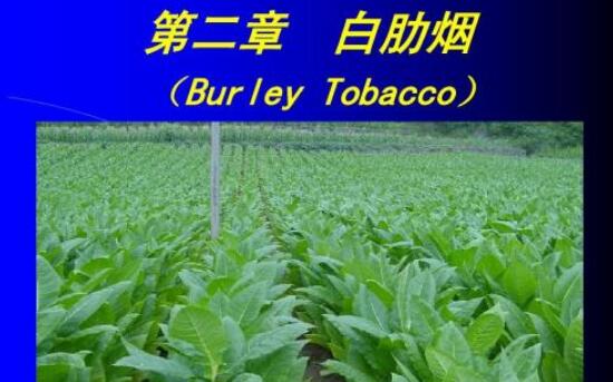 什么是白肋煙 白肋煙(晾煙)和烤煙的區別