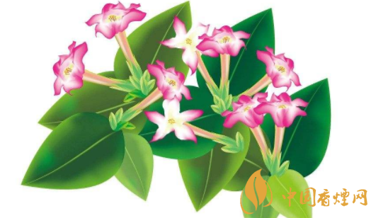 煙草是一種什么植物 如何提高煙草質量