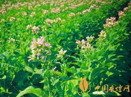 攀枝花打造13萬畝高標準煙田 十四五煙基規劃編